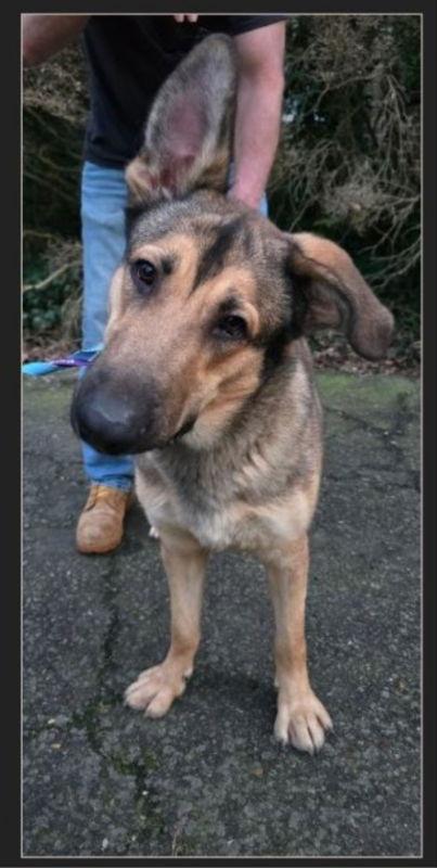Teddy "Boo-Boo", a Adoptable German Shepherd Dog in Winston Salem, NC image 3/3