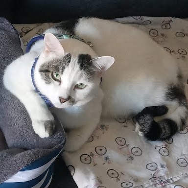 Mookie *COURTESY POST*, a Adoptable mixed breed in Sacramento, CA image 1/3