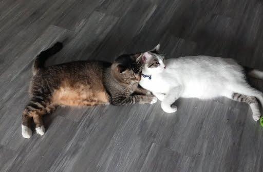 Mookie *COURTESY POST*, a Adoptable mixed breed in Sacramento, CA image 2/3