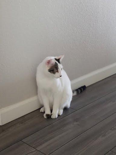 Mookie *COURTESY POST*, a Adoptable mixed breed in Sacramento, CA image 3/3