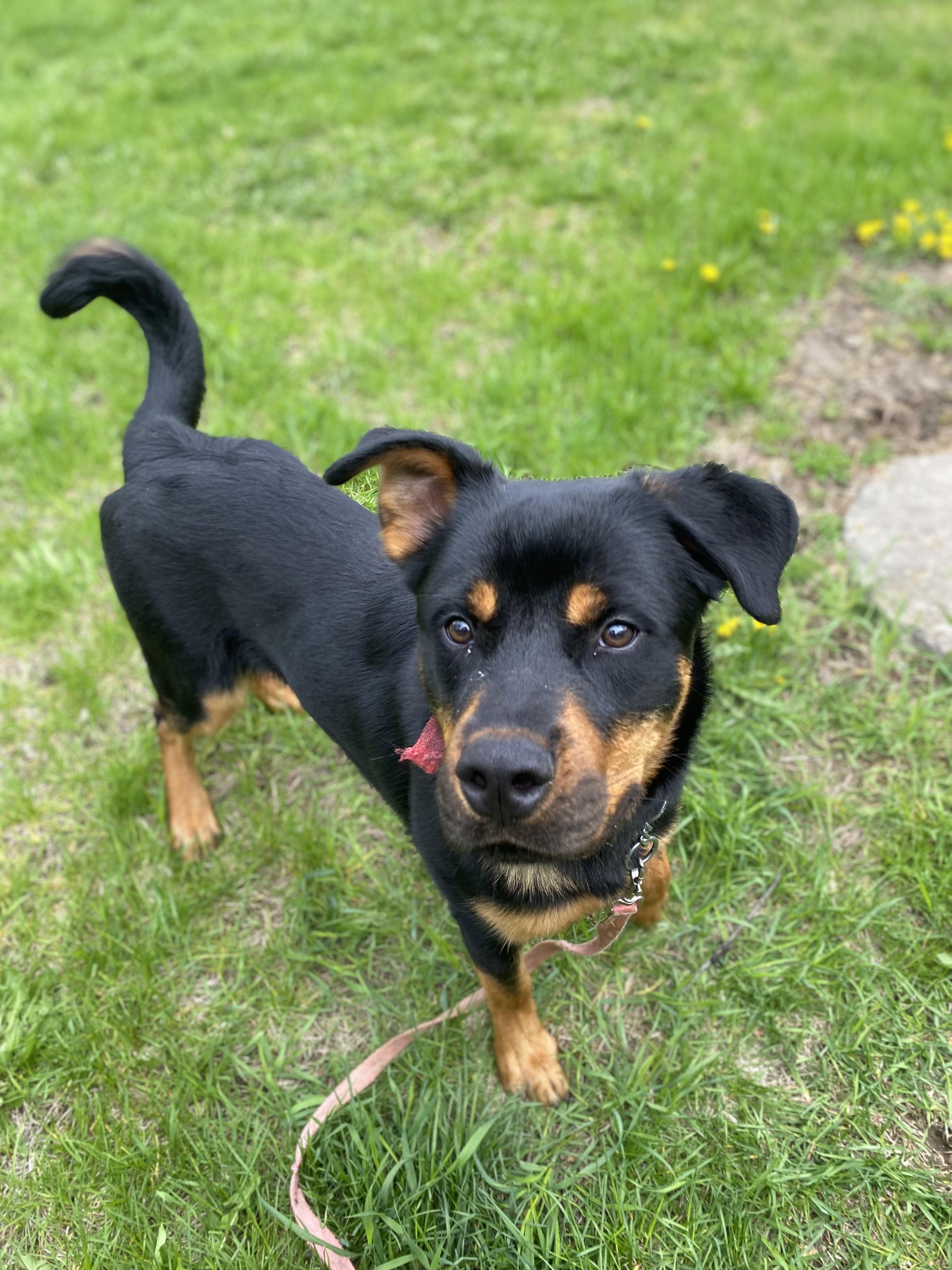 Savage, a ADOPTABLE mixed breed in Vaudreuil-Dorion, QC image 3/4