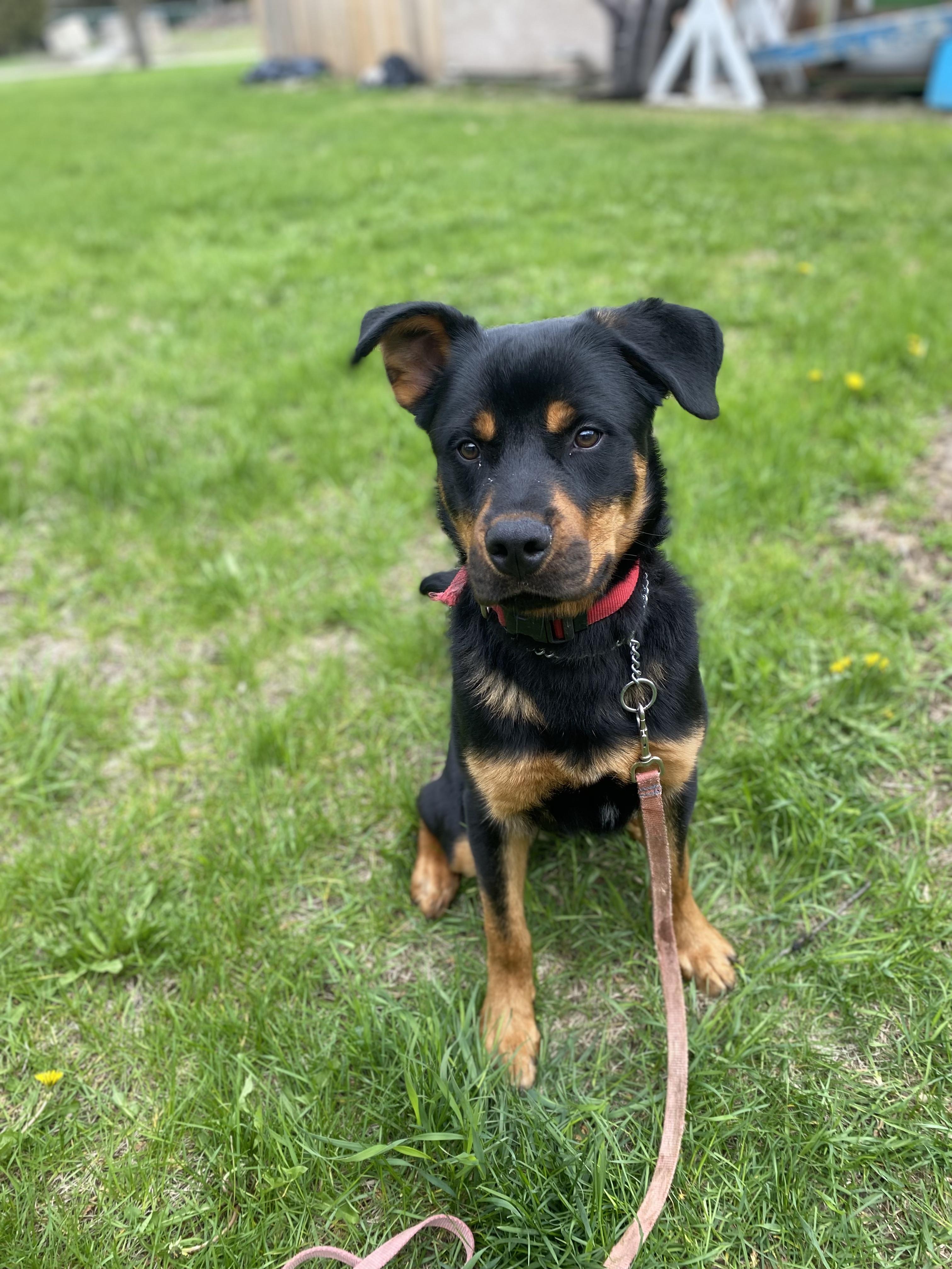 Savage, a ADOPTABLE mixed breed in Vaudreuil-Dorion, QC image 4/4