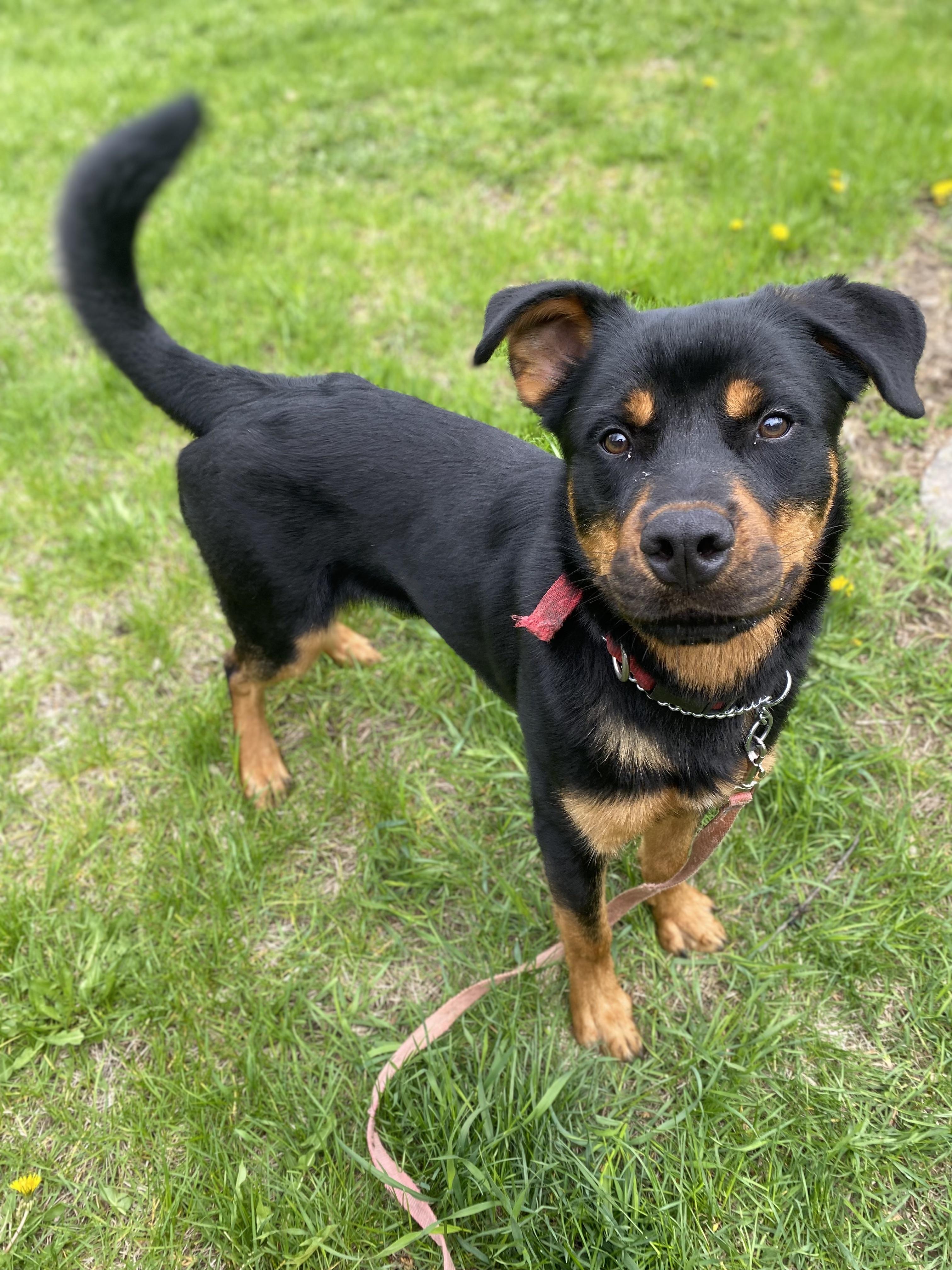 Savage, a ADOPTABLE mixed breed in Vaudreuil-Dorion, QC image 1/4