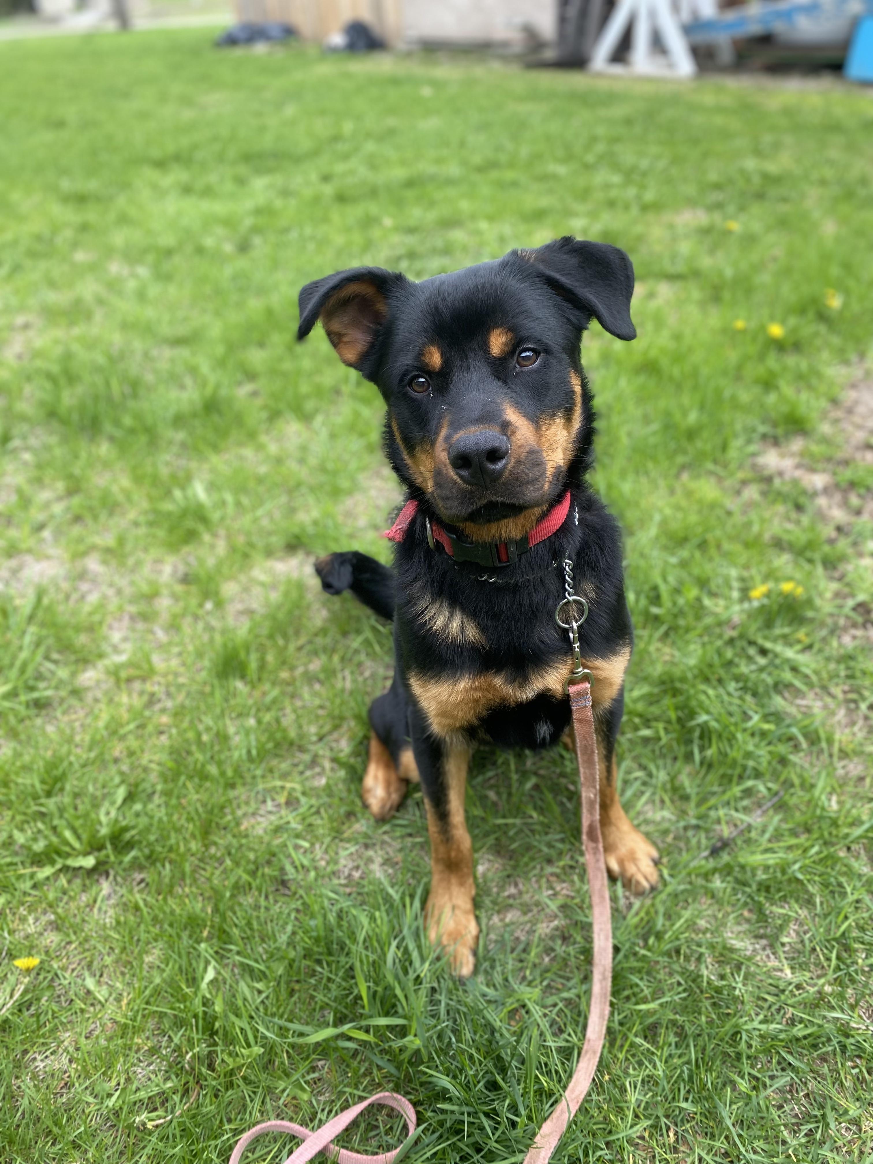 Savage, a ADOPTABLE mixed breed in Vaudreuil-Dorion, QC image 2/4
