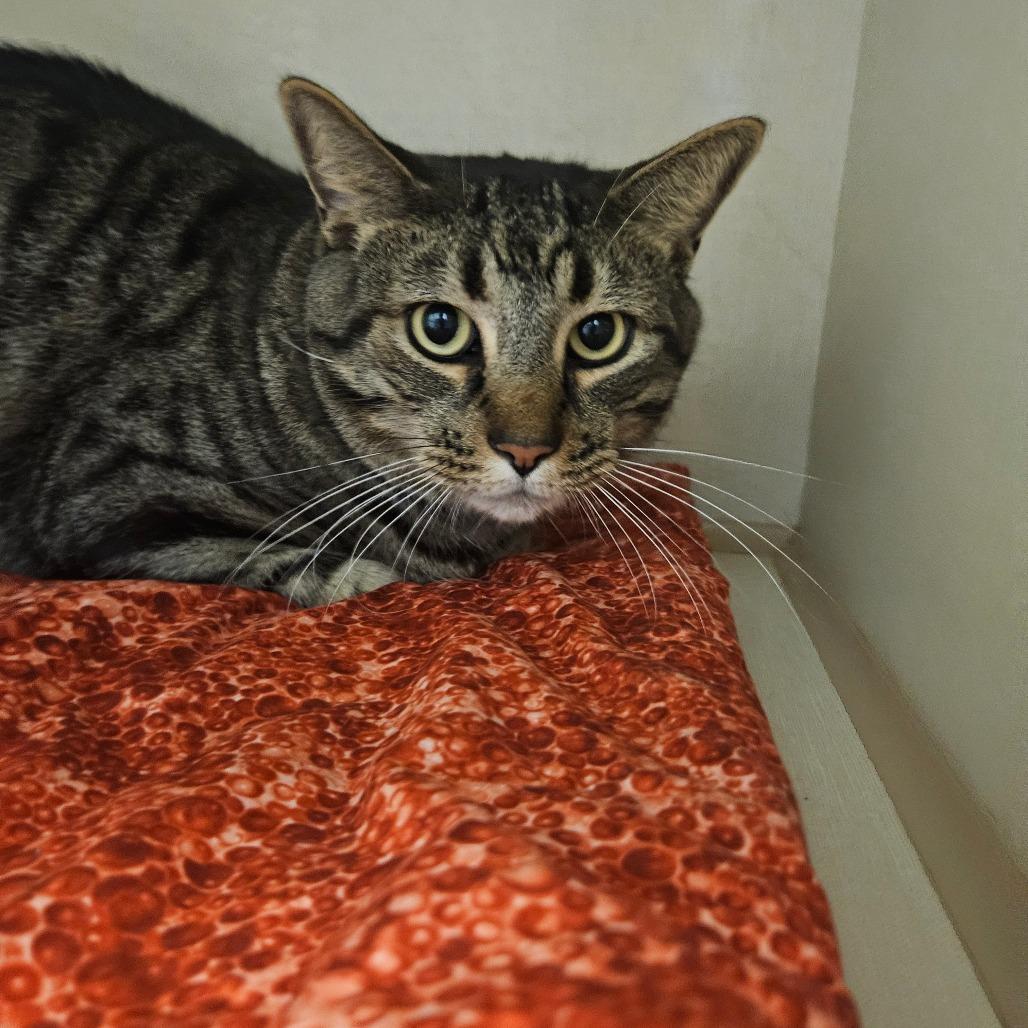 Enlarge Wayne, a Adoptable Domestic Short Hair in Conway, NH image 1/6
