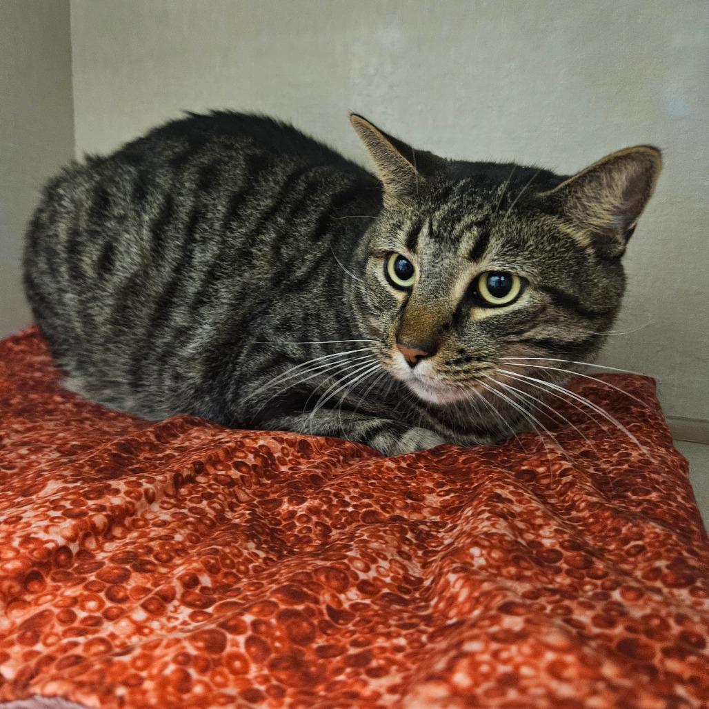 Enlarge Wayne, a Adoptable Domestic Short Hair in Conway, NH image 2/6