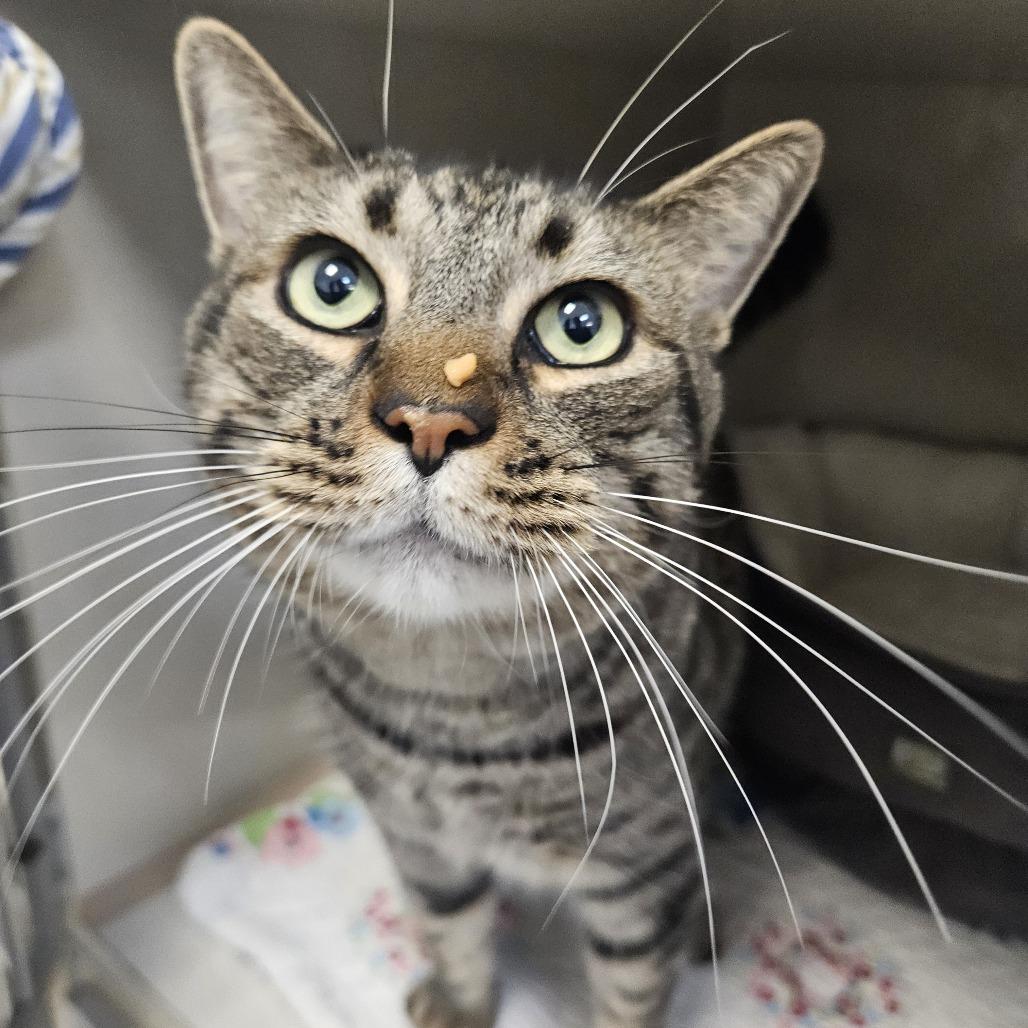 Enlarge Wayne, a Adoptable Domestic Short Hair in Conway, NH image 3/6
