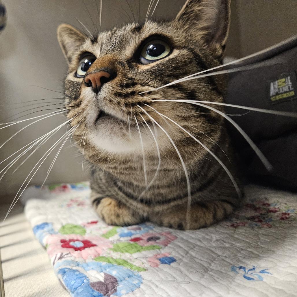 Enlarge Wayne, a Adoptable Domestic Short Hair in Conway, NH image 4/6