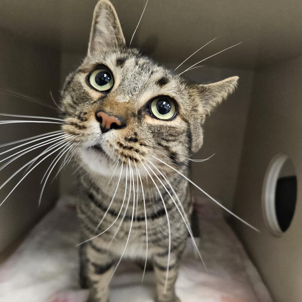 Enlarge Wayne, a Adoptable Domestic Short Hair in Conway, NH image 5/6