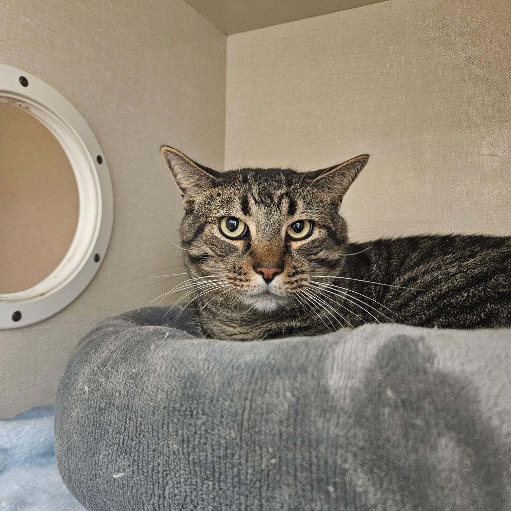 Enlarge Wayne, a Adoptable Domestic Short Hair in Conway, NH image 6/6