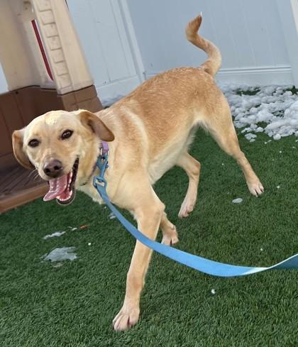 Enlarge Colleen, a ADOPTABLE mixed breed in Downers Grove, IL image 2/3