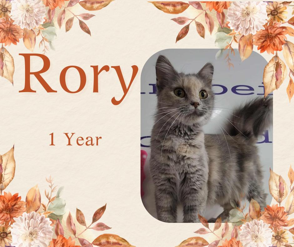 Rory, Adoptable, Young Female Domestic Medium Hair.