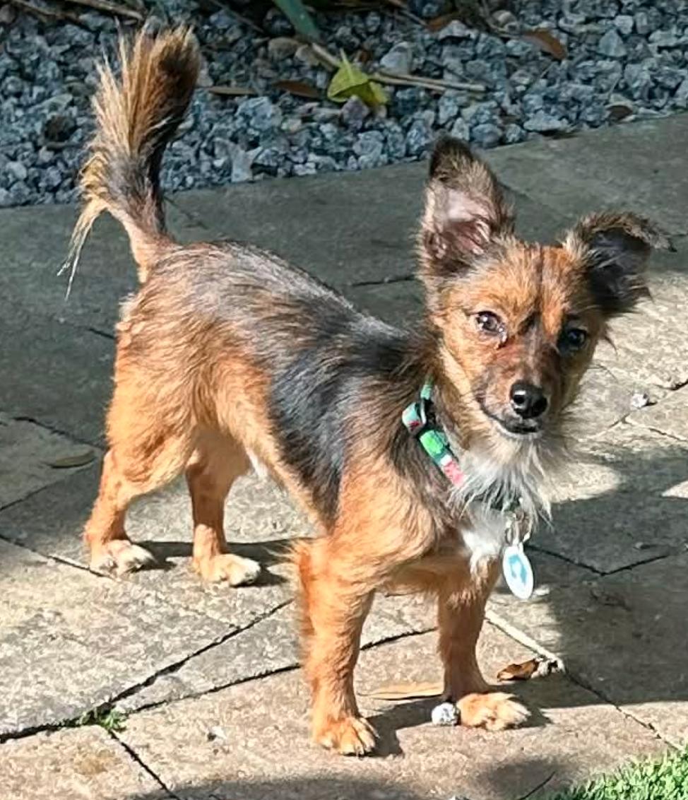 Enlarge Sidney (Bonded with Clint), a Adoptable Chihuahua in Osteen, FL image 2/3