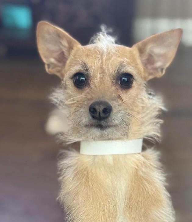 Rocky Rocco, ADOPTABLE, Adult Male Chihuahua & Terrier.