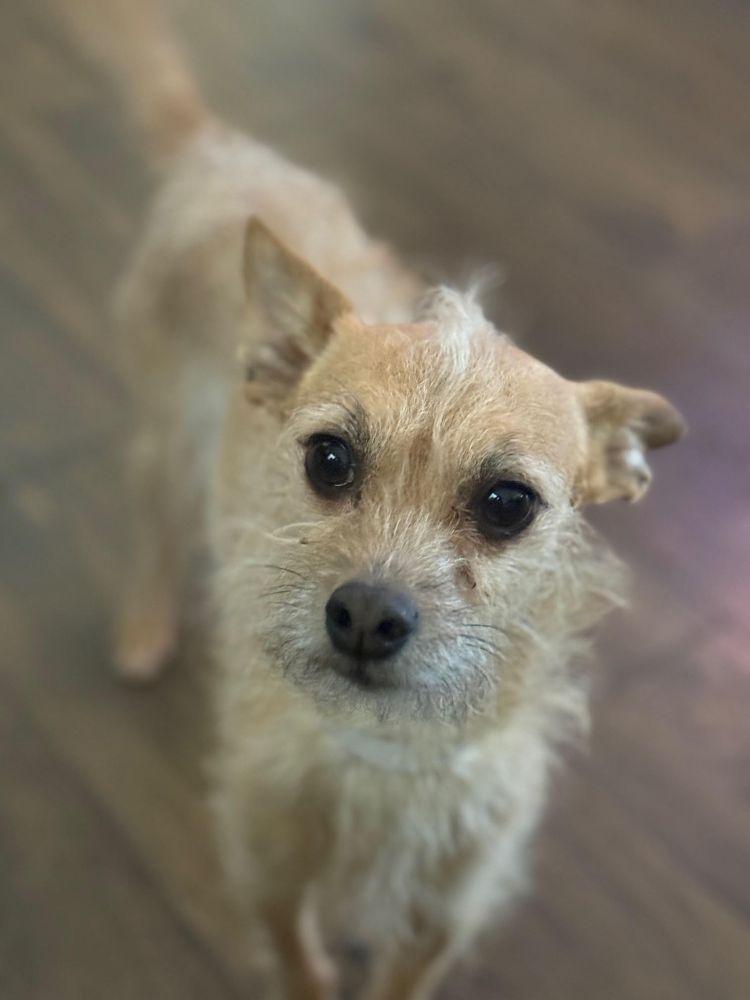 Enlarge Rocky Rocco, a ADOPTABLE mixed breed in Barrington, IL image 3/4