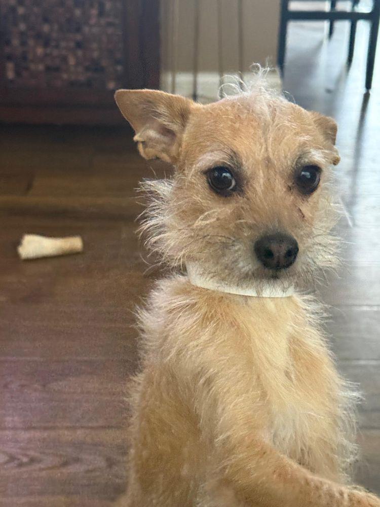 Enlarge Rocky Rocco, a ADOPTABLE mixed breed in Barrington, IL image 4/4