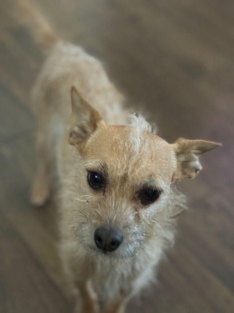 Enlarge Rocky Rocco, a ADOPTABLE mixed breed in Barrington, IL image 2/4