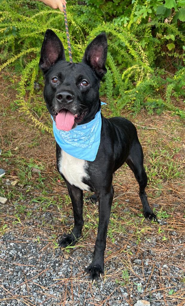 Enlarge Anubis, a Adoptable mixed breed in Ellijay, GA image 2/2