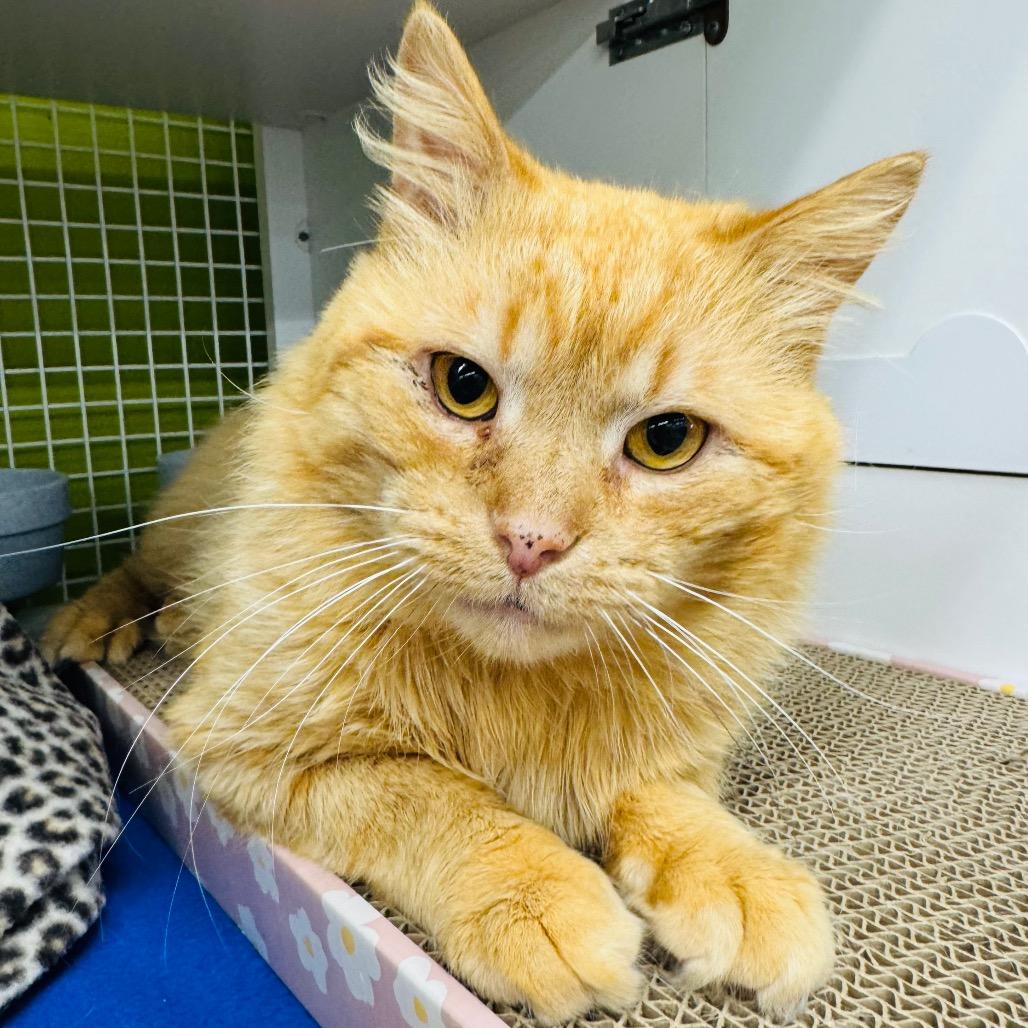 Enlarge Cheeseburger, a Adoptable Domestic Long Hair in La Grange, KY image 1/4