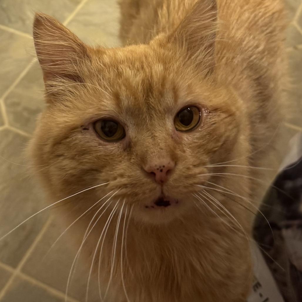 Enlarge Cheeseburger, a Adoptable Domestic Long Hair in La Grange, KY image 2/4