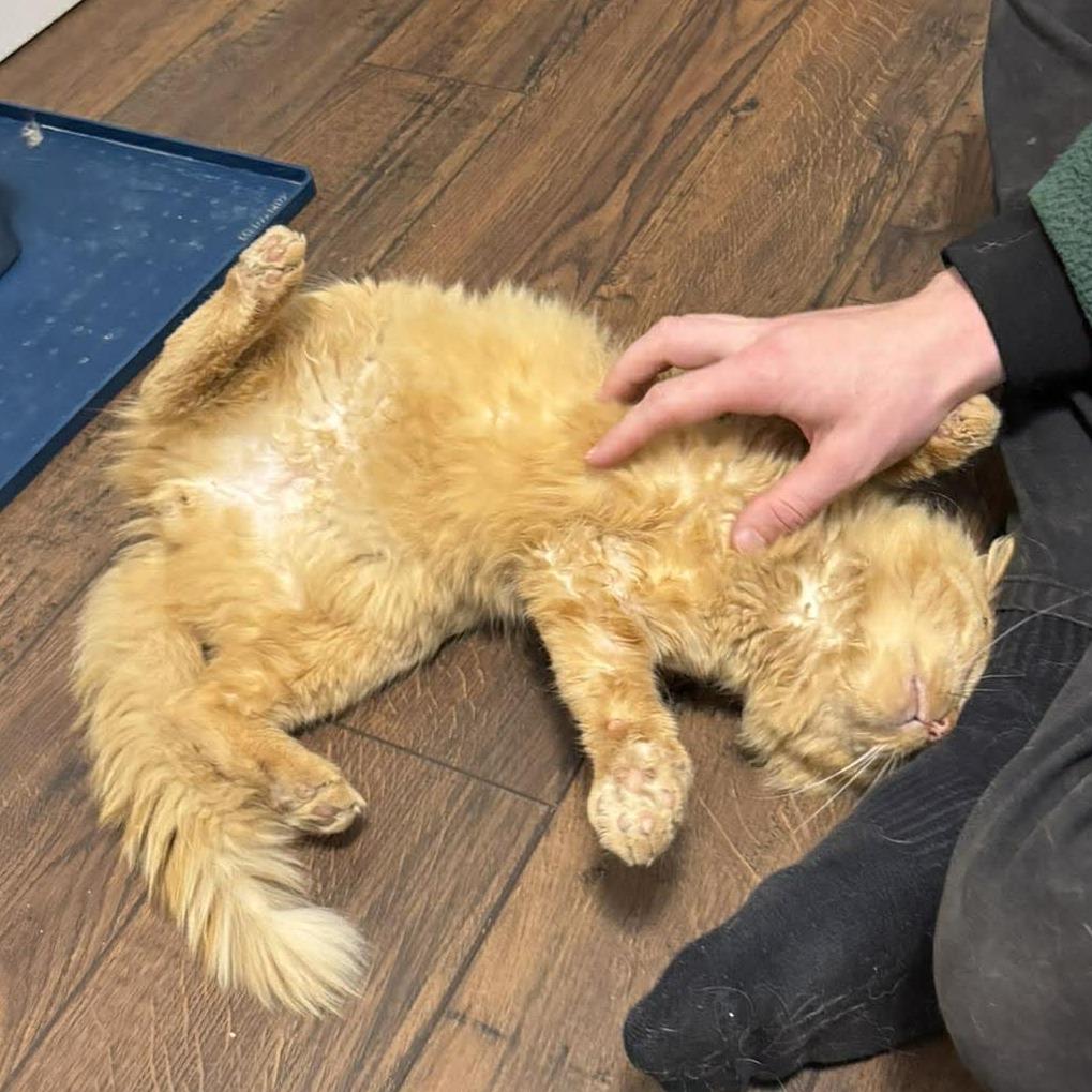 Enlarge Cheeseburger, a Adoptable Domestic Long Hair in La Grange, KY image 3/4