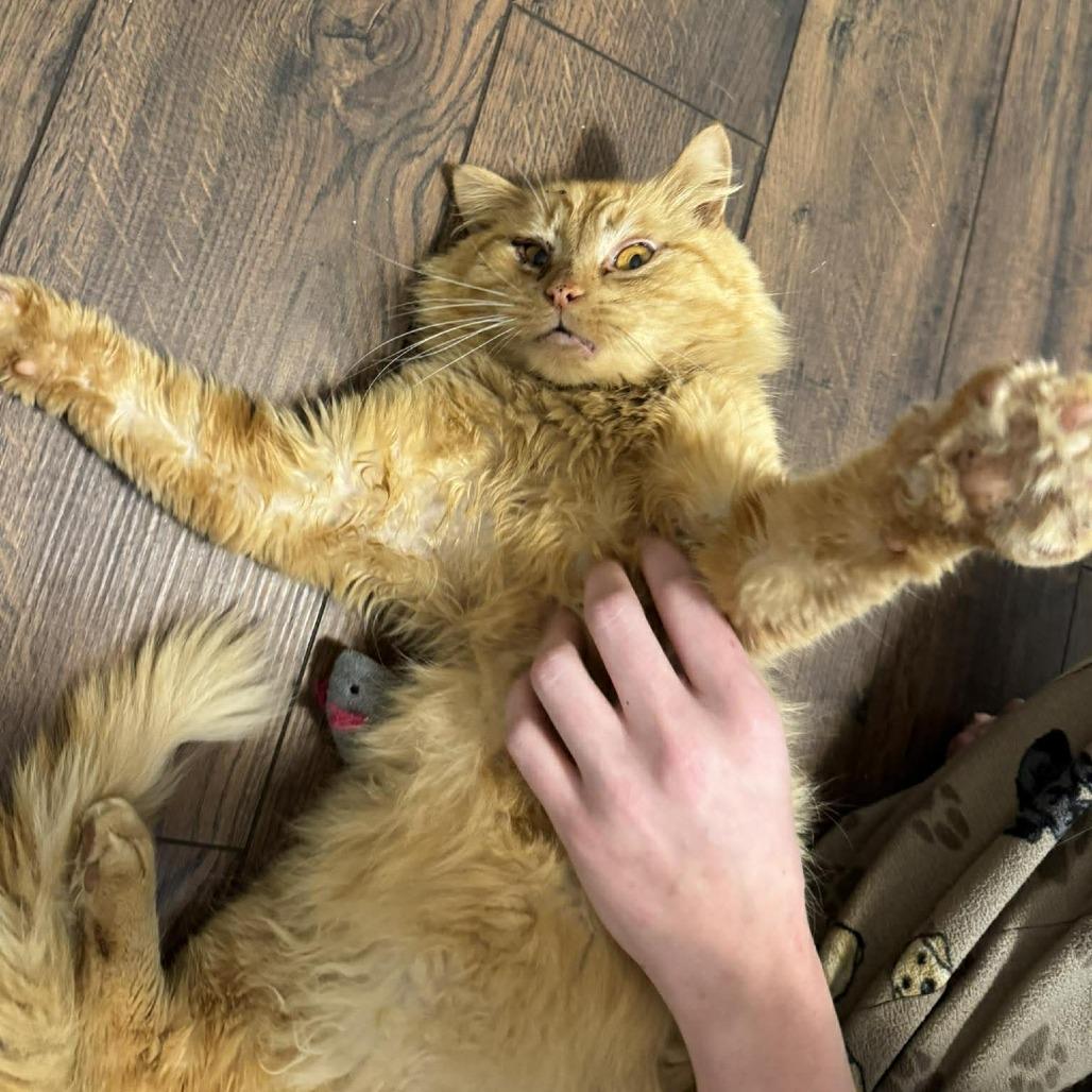 Enlarge Cheeseburger, a Adoptable Domestic Long Hair in La Grange, KY image 4/4