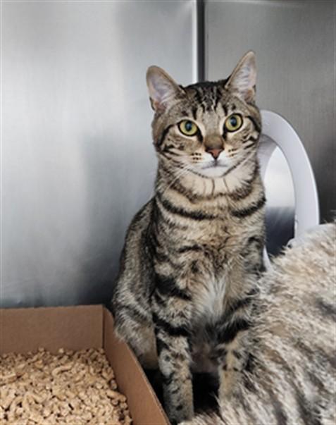 OLLIE, Adoptable, Young Male Domestic Short Hair.