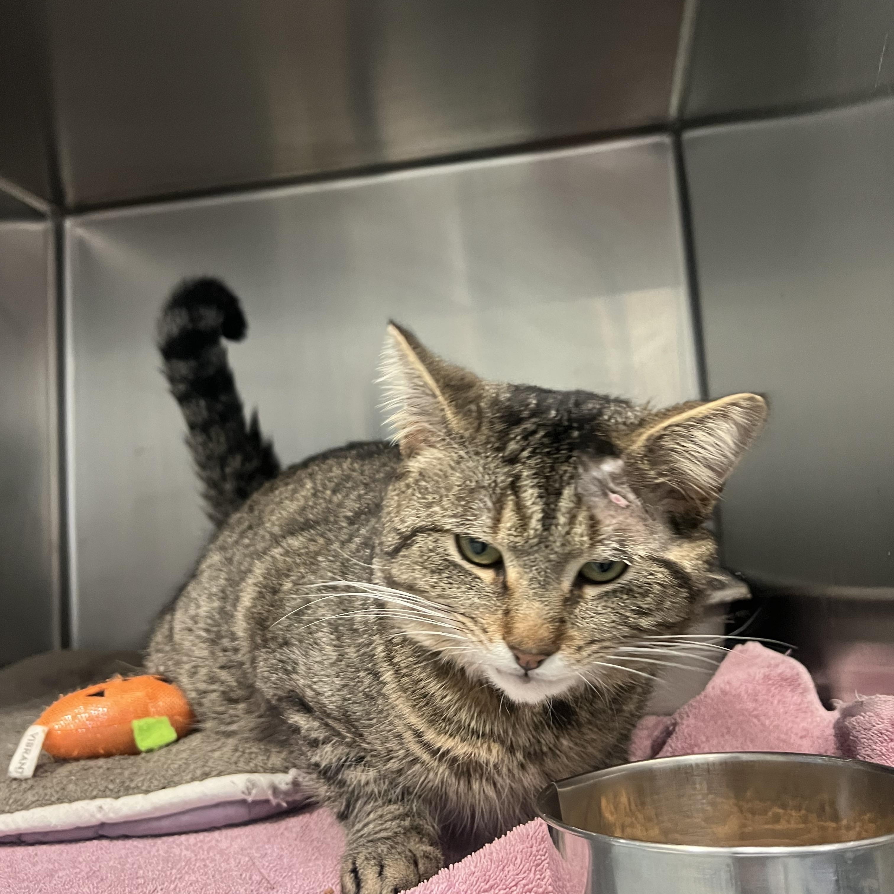 Enlarge Nellie, a ADOPTABLE Domestic Short Hair in Berryville, VA image 2/2