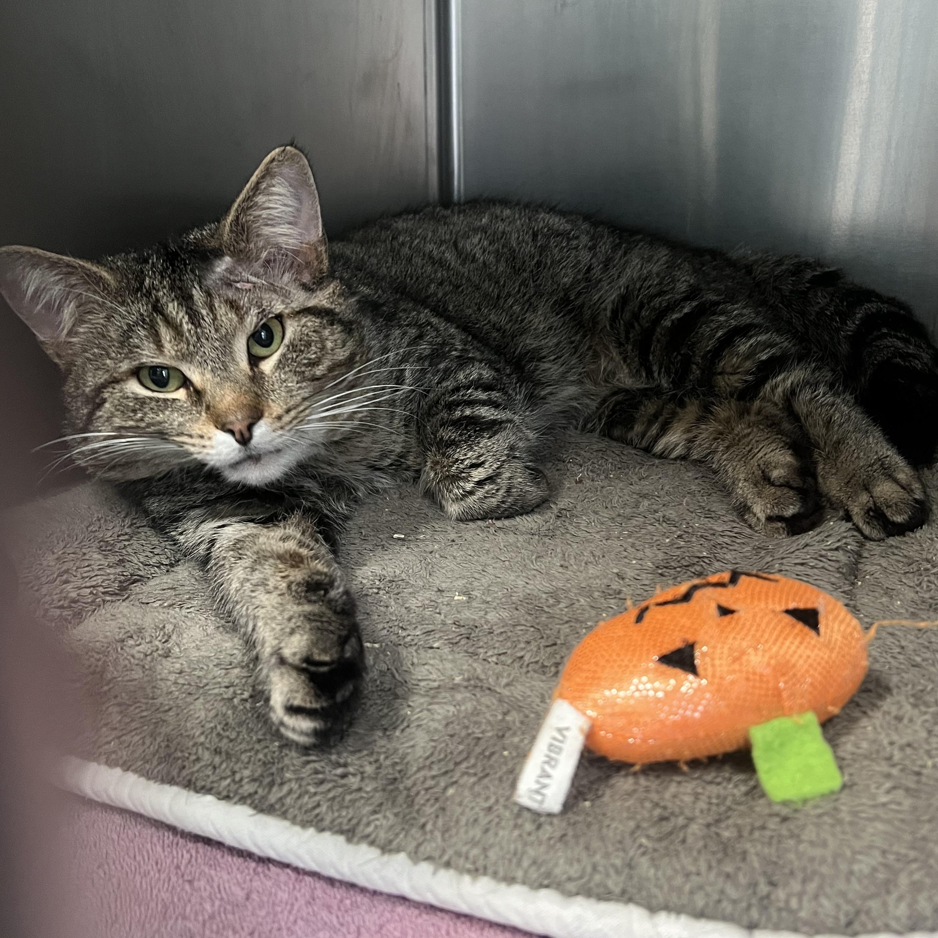 Nellie, ADOPTABLE, Adult Male Domestic Short Hair.