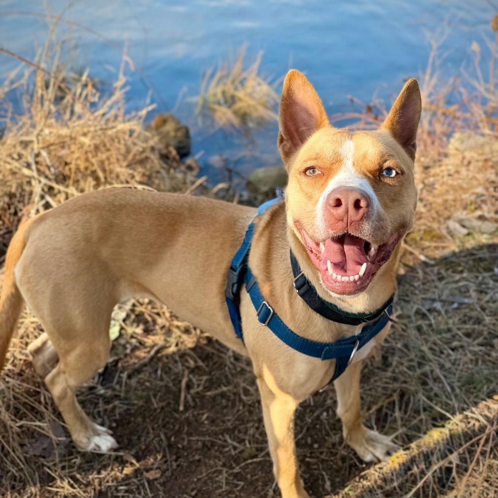 Sally, Adoptable, Adult Female Pit Bull Terrier & Mixed Breed.
