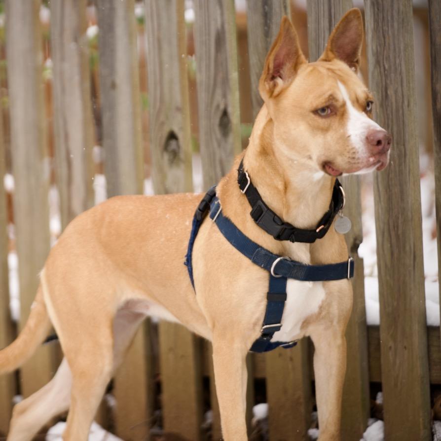 Enlarge Sally, a Adoptable mixed breed in Aldie, VA image 2/6