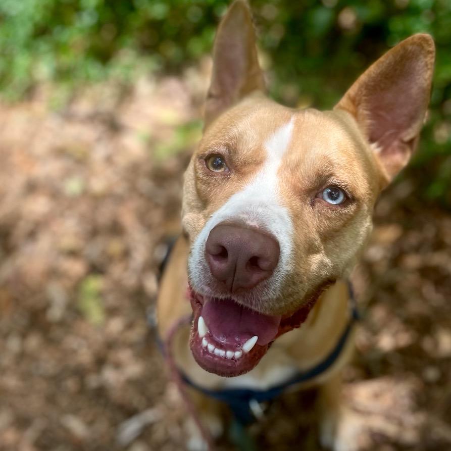 Enlarge Sally, a Adoptable mixed breed in Aldie, VA image 3/6