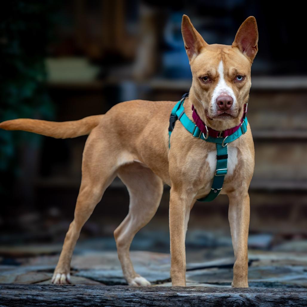 Sally, Adoptable, Adult Female Pit Bull Terrier & Mixed Breed.