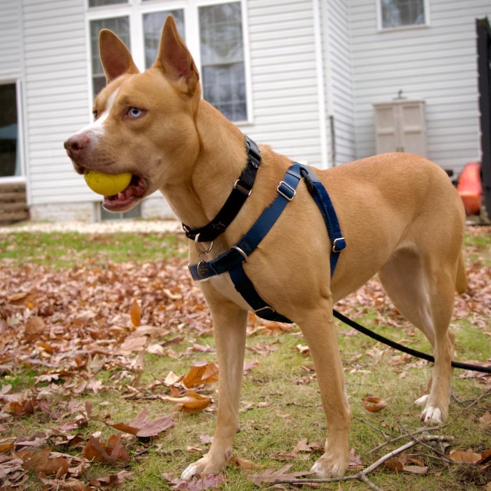 Enlarge Sally, a Adoptable mixed breed in Aldie, VA image 4/6