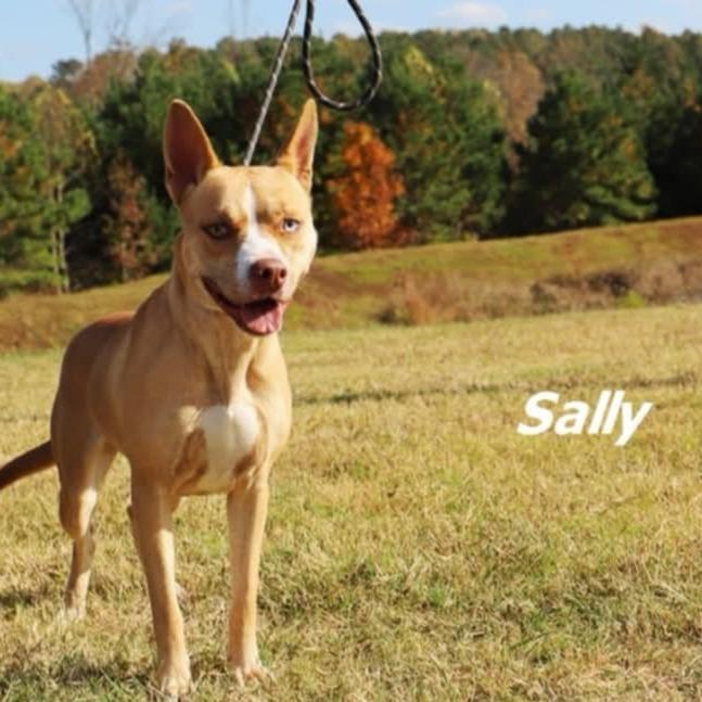 Sally, a Adoptable mixed breed in Aldie, VA image 4/4