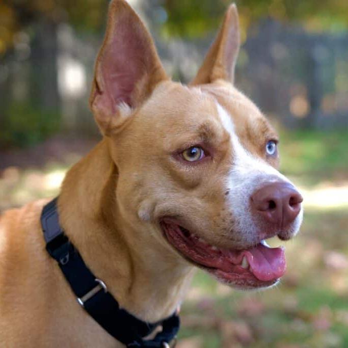 Sally, a Adoptable mixed breed in Aldie, VA image 3/6