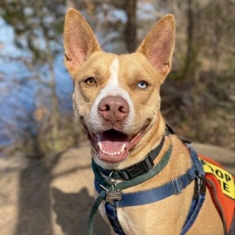 Enlarge Sally, a Adoptable mixed breed in Aldie, VA image 5/6