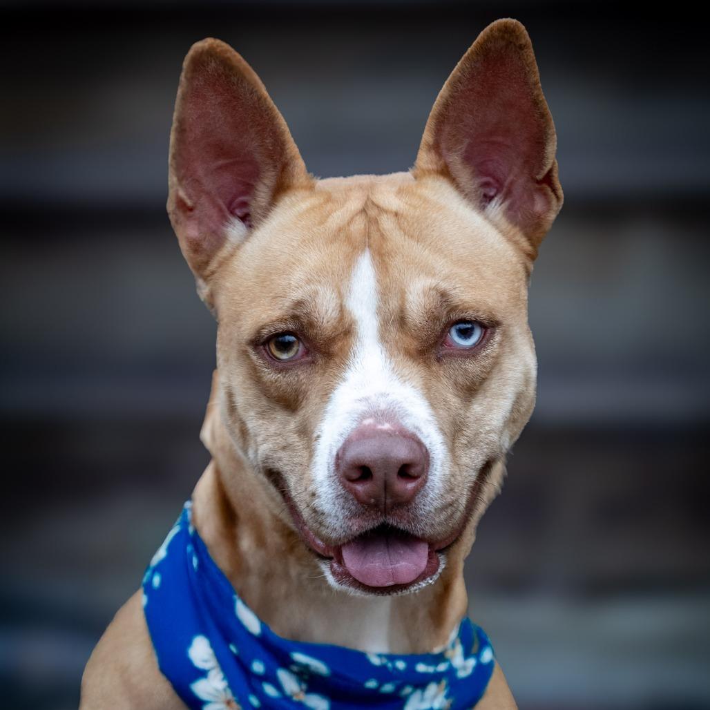 Sally, a Adoptable mixed breed in Aldie, VA image 5/6