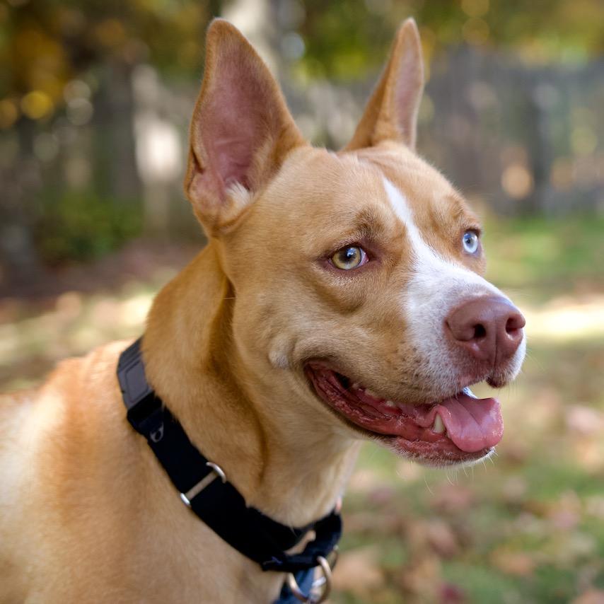 Enlarge Sally, a Adoptable mixed breed in Aldie, VA image 6/6