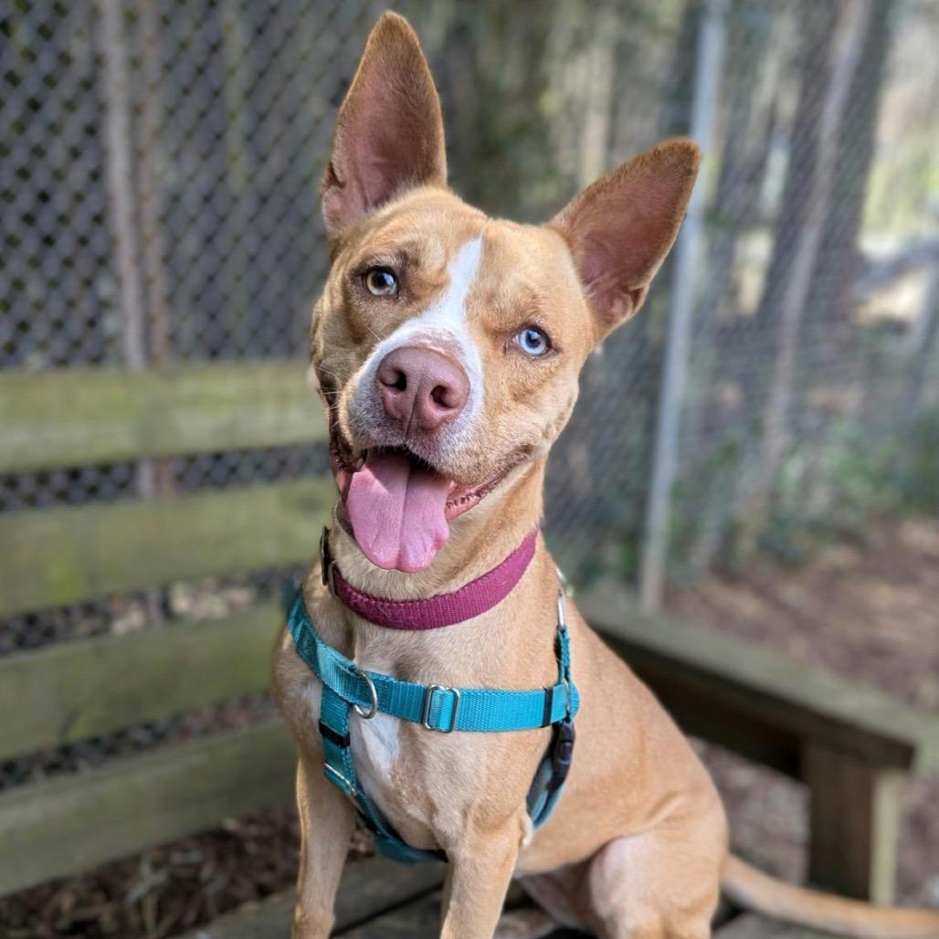 Enlarge Sally, a Adoptable mixed breed in Aldie, VA image 5/6