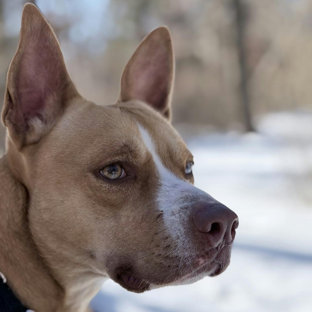 Sally, a Adoptable mixed breed in Aldie, VA image 6/6