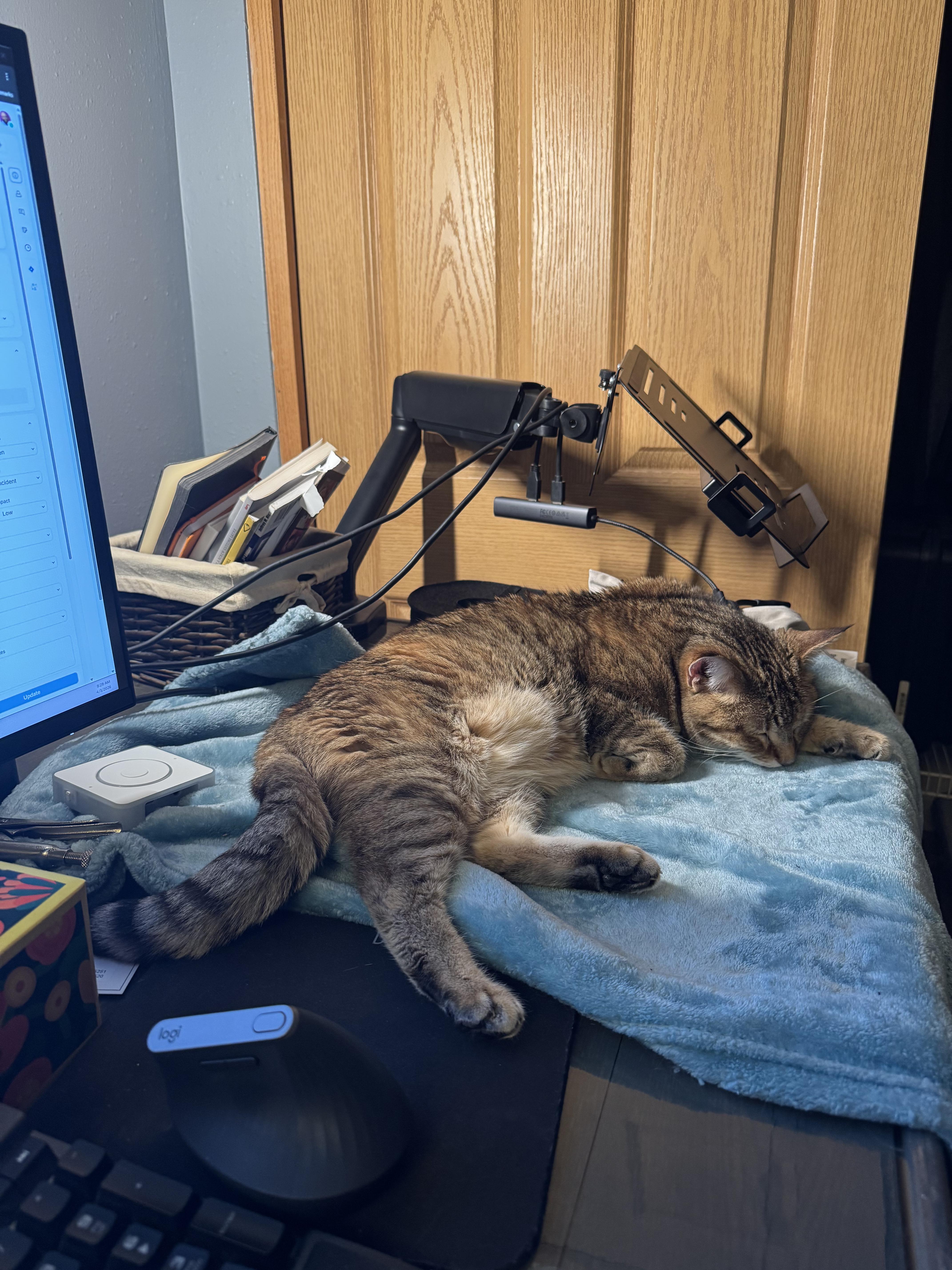 Enlarge Heidi, an adopted Domestic Short Hair in Richland Center, WI image 5/6