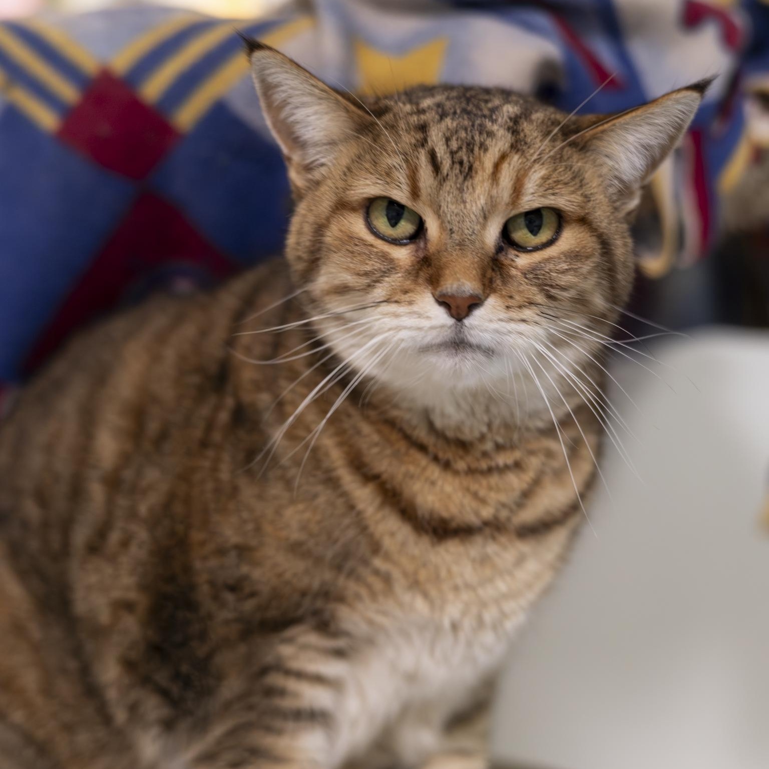 Enlarge Heidi, an adopted Domestic Short Hair in Richland Center, WI image 3/6