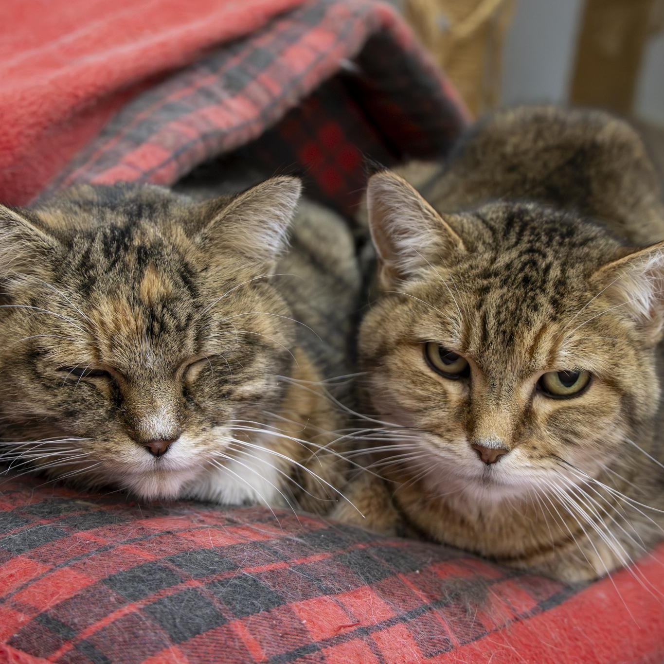 Enlarge Heidi, an adopted Domestic Short Hair in Richland Center, WI image 4/6