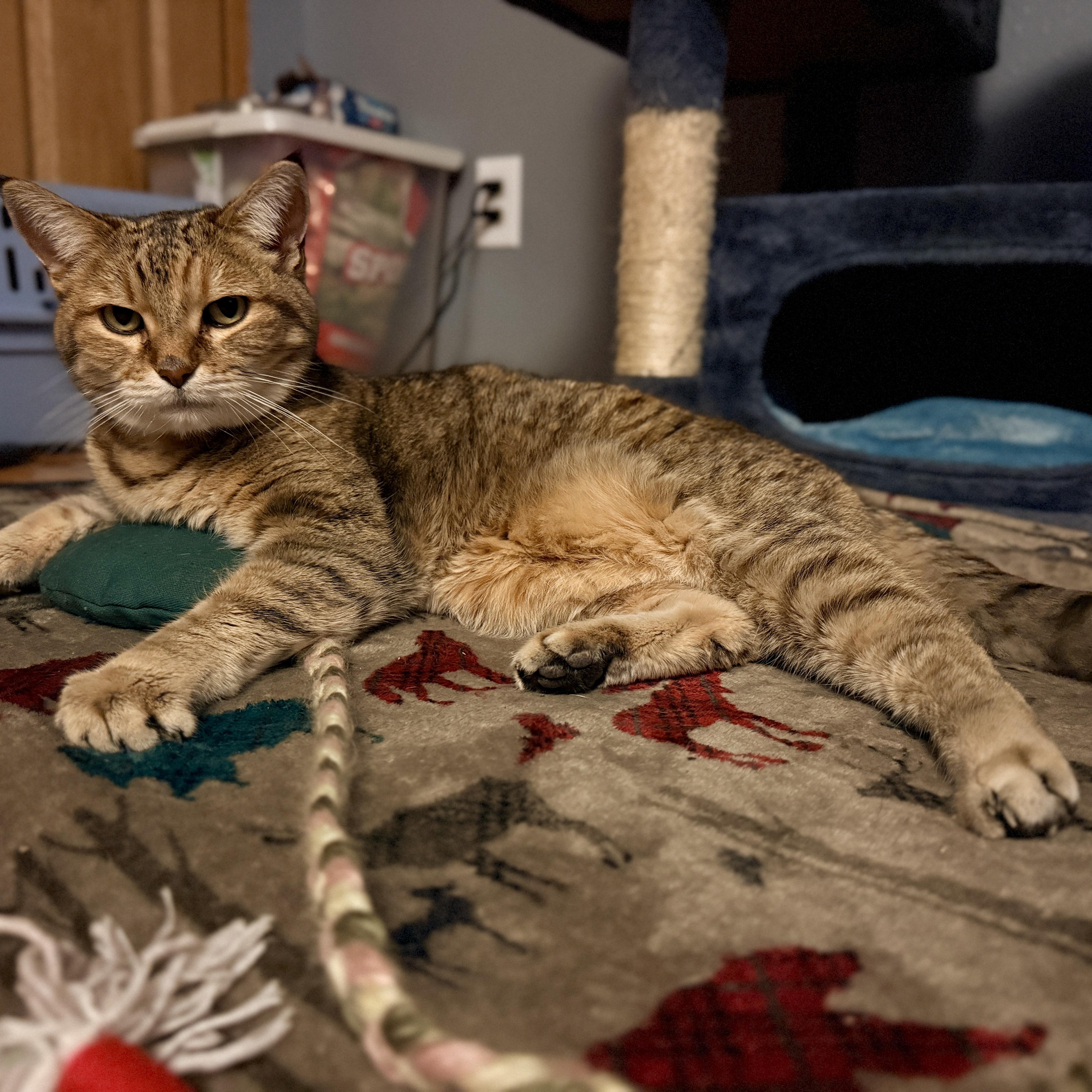 Enlarge Heidi, an adopted Domestic Short Hair in Richland Center, WI image 6/6