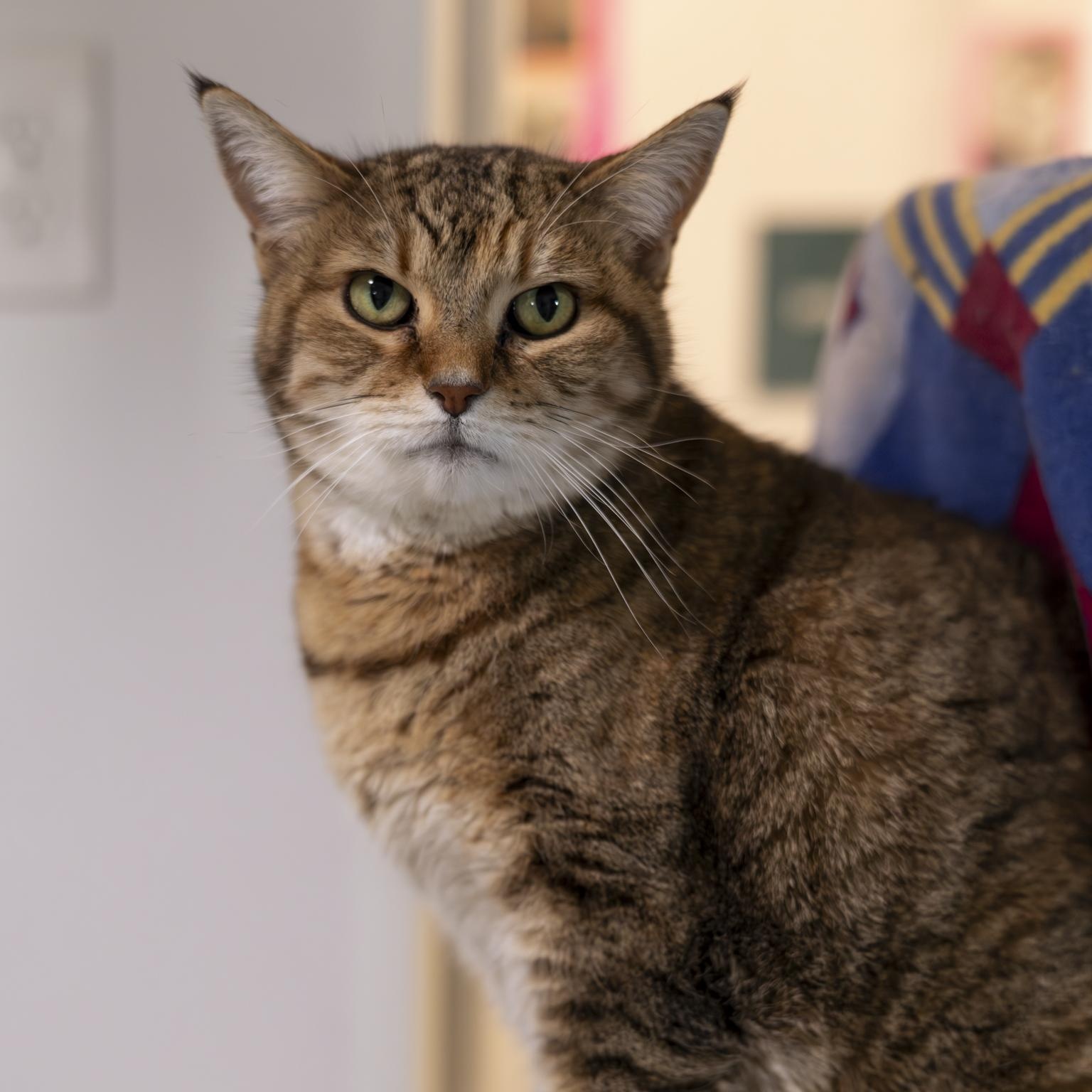 Enlarge Heidi, an adopted Domestic Short Hair in Richland Center, WI image 2/6