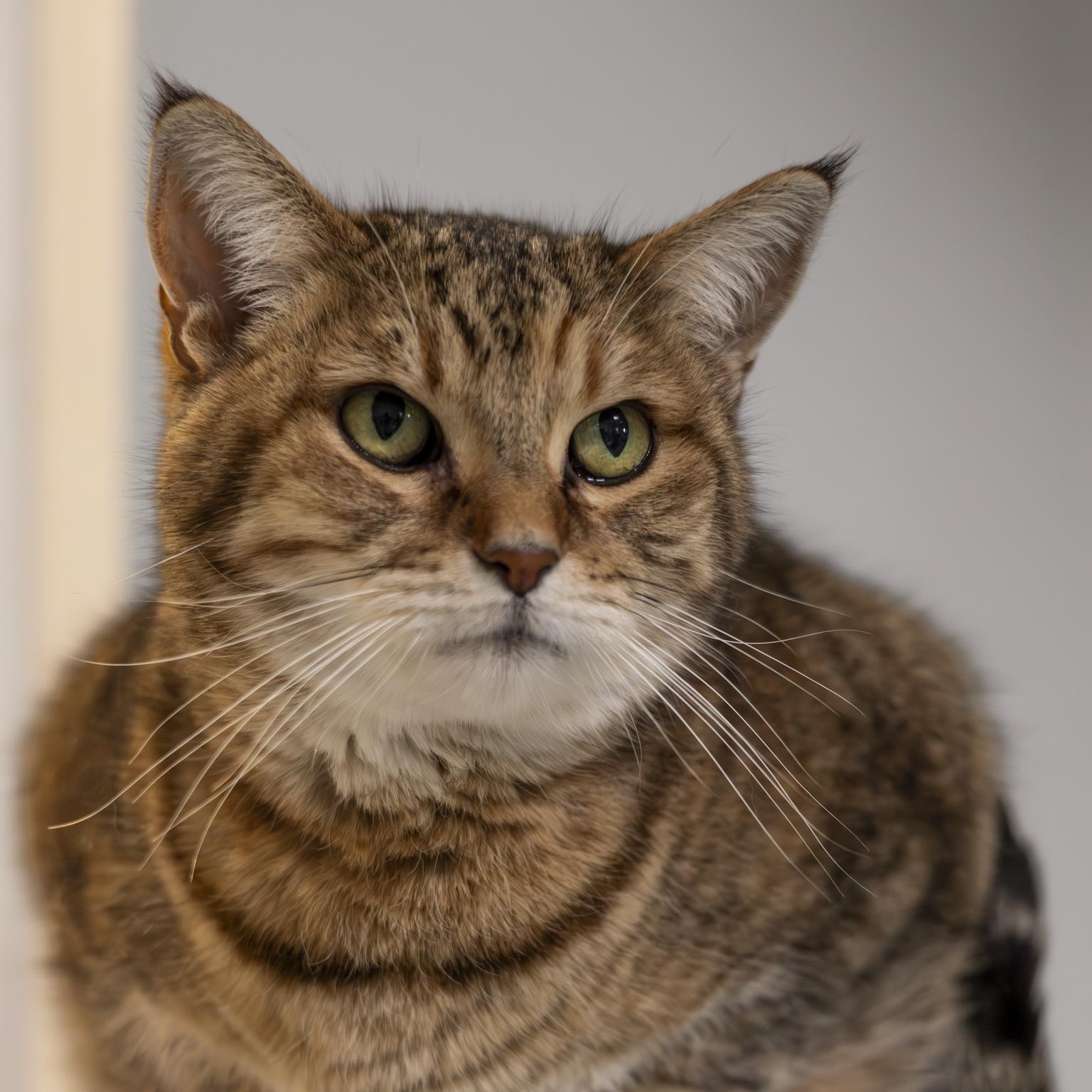 Enlarge Heidi, an adopted Domestic Short Hair in Richland Center, WI image 1/6