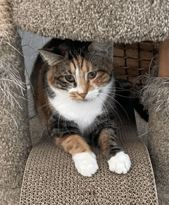 Sara, Adoptable, Young Female Calico.