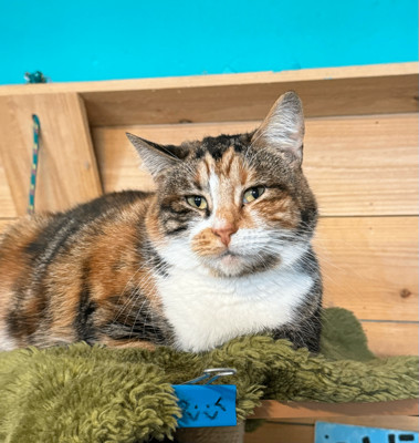 Sara, a Adoptable Calico image 2/3