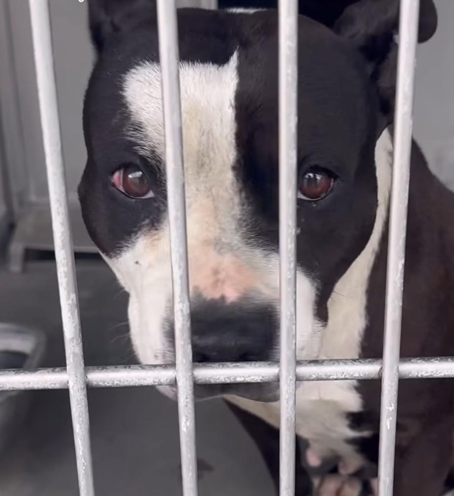Enlarge Blossom, a ADOPTABLE American Bully in Frazier Park, CA image 3/5